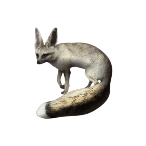 Blanford's Fox